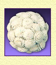 Sola Flower Ball