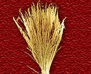 Madhu Flowers is a Manufacturer, Exporter and Supplier of  Dried Leaves Item, Dried Grasses Item from India, Kolkata