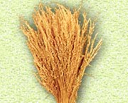 Madhu Flowers is a Manufacturer, Exporter and Supplier of  Dried Leaves Item, Dried Grasses Item from India, Kolkata
